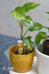 Epipr_pinnatum_var.M002.jpg (195084 Byte)