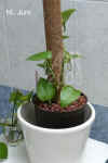 Epipr_pinnatum_var._D001.jpg (184563 Byte)