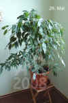 Ficus_benjamina001.jpg (155140 Byte)
