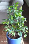 Ficus_benjamina_Natasha001.jpg (167507 Byte)