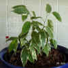 Ficus_benjamina_var.001.jpg (178372 Byte)