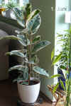 Ficus_elastica001.jpg (210914 Byte)