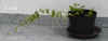Ficus_pumila_U001.JPG (80928 Byte)