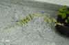 Ficus_pumila_U002.JPG (146200 Byte)