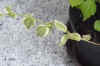 Ficus_pumila_U003.JPG (127163 Byte)