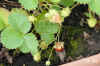 Fragaria001.jpg (205740 Byte)