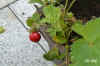 Fragaria002.jpg (190342 Byte)
