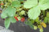 Fragaria003.jpg (165157 Byte)