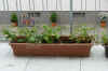 Fragaria004.jpg (193541 Byte)