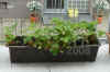 Fragaria005.jpg (205418 Byte)