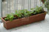 Fragaria006.jpg (194955 Byte)