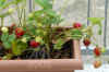 Fragaria007.jpg (187739 Byte)
