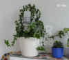 Heder_helixA001.jpg (214511 Byte)