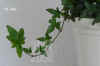 Heder_helixA002.jpg (138790 Byte)