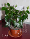 Hibis_rosa-sinensis_B001.jpg (171377 Byte)