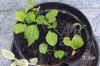 Hibis_rosa-sinensis_U1-5_002.jpg (145418 Byte)