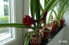 Hippe_Hybrid001.jpg (161182 Byte)