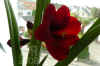 Hippe_Hybrid003.jpg (131332 Byte)