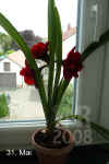 Hippe_Hybrid004.jpg (173761 Byte)