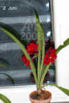 Hippe_Hybrid005.jpg (217158 Byte)