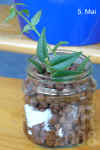 Hoya_bella001.JPG (199353 Byte)