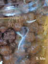 Hoya_bella002.JPG (137433 Byte)