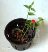 Hoya_bella003.JPG (138440 Byte)