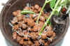 Hoya_bella004.JPG (200958 Byte)