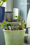 Hoya_bella006.JPG (182539 Byte)