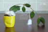 Hoya_bilobata00189.001.jpg (137689 Byte)
