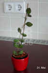 Hoya_bilobata00189.002.jpg (154793 Byte)