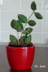 Hoya_bilobata00189.003.jpg (132138 Byte)
