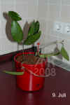 Hoya_carnosaU001.JPG (140849 Byte)