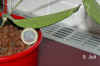 Hoya_carnosaU002.JPG (140572 Byte)