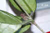 Hoya_carnosaU003.jpg (149813 Byte)