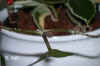 Hoya_carnosaU004.jpg (116723 Byte)