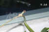 Hoya_carnosaU005.jpg (104140 Byte)