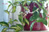 Hoya_carnosa_Ex010.JPG (163254 Byte)