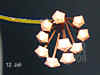 Hoya_carnosa_Ex011.JPG (178884 Byte)