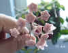 Hoya_carnosa_Ex013.JPG (201478 Byte)