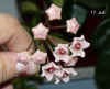 Hoya_carnosa_Ex014.JPG (140748 Byte)