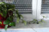 Hoya_carnosa_K8var.003.JPG (179200 Byte)