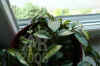 Hoya_carnosa_K8var.004.JPG (157916 Byte)