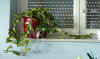 Hoya_carnosa_K8var.005.JPG (184178 Byte)