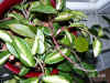 Hoya_carnosa_K8var.006.JPG (272998 Byte)