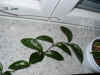 Hoya_carnosa_K8var.007.JPG (203601 Byte)