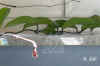Hoya_carnosa_K8var.008.JPG (135367 Byte)
