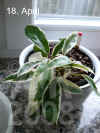 Hoya_carnosa_KQ001.JPG (180337 Byte)