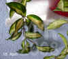 Hoya_carnosa_LL002.JPG (197605 Byte)