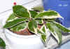 Hoya_carnosa_SQ002.JPG (146576 Byte)
